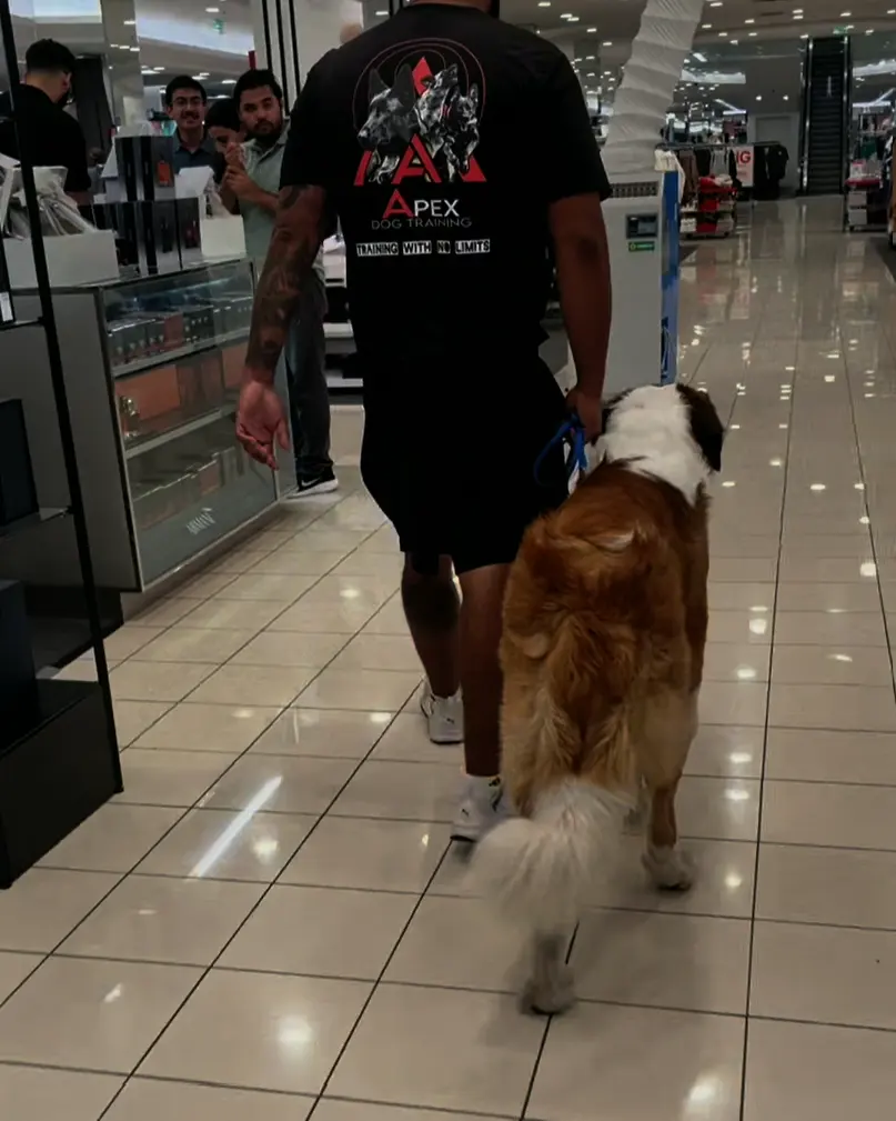 An Apex trainer heeling a golden retriever through a busy shopping mall