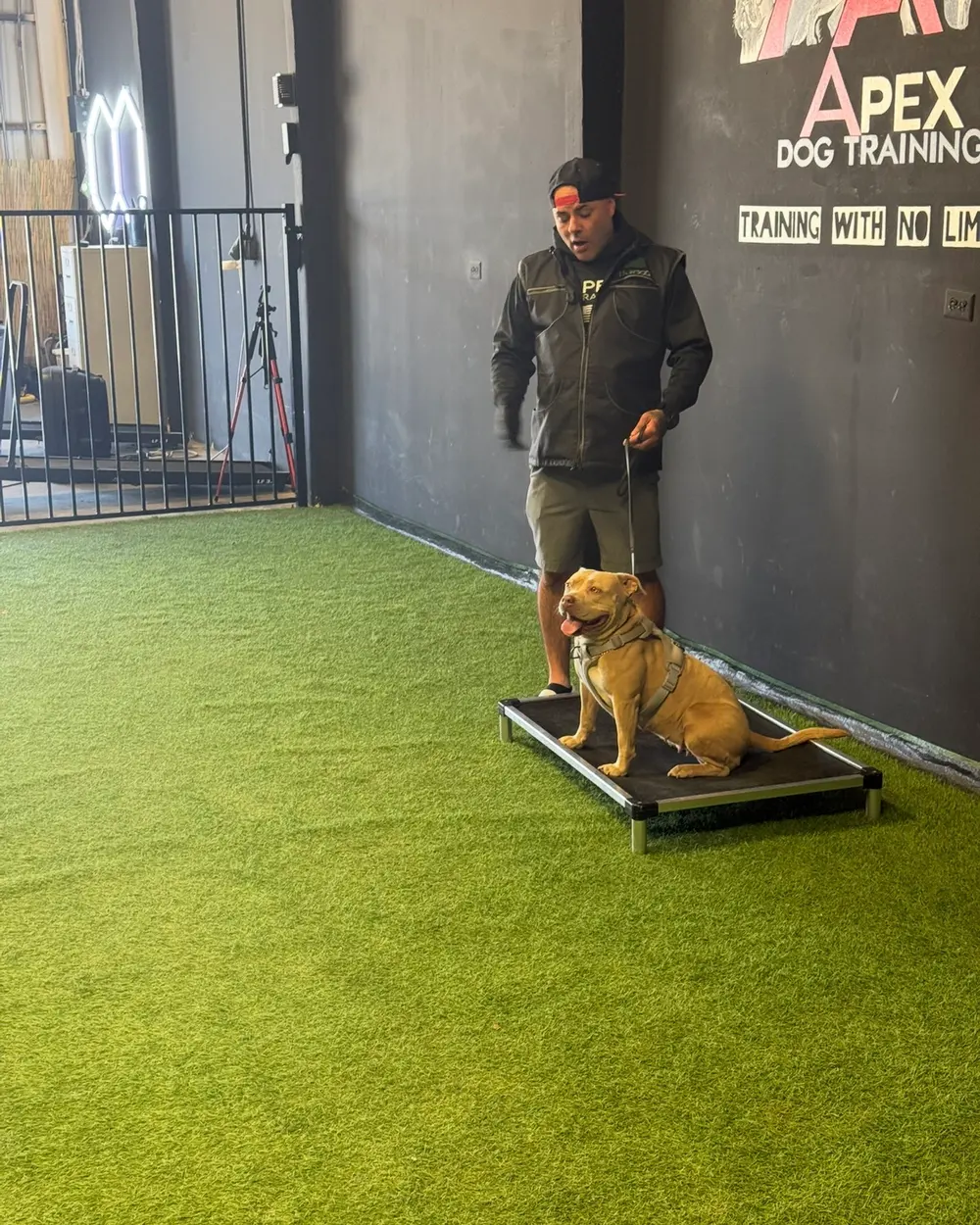 A dog holding a sit on a raised place board on the training turf, with the Apex wall behind
